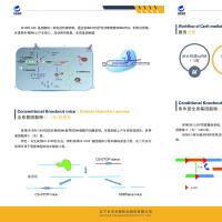 基因敲除小鼠（KO/CKO）