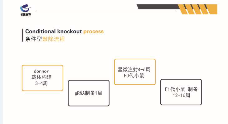 基因敲除小鼠（KO/CKO）