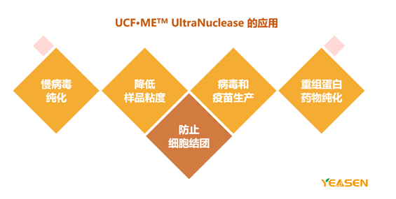 UCF•METM UltraNuclease