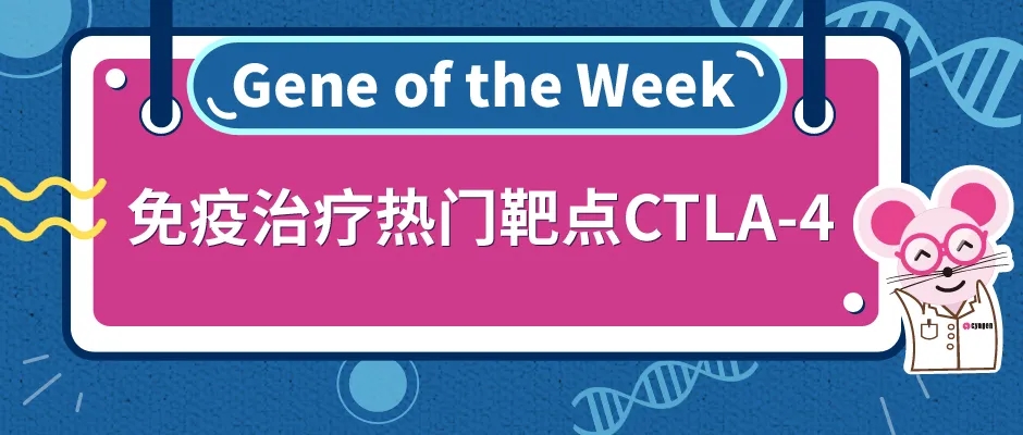 CTLA-4人源化小鼠，助力肿瘤研究