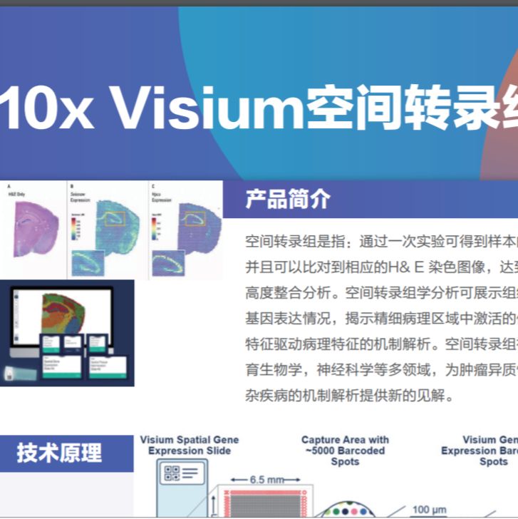 10x Visium空间转录组测序