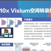10x Visium空间转录组测序