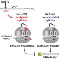 表观修饰乙酰化测序acRIP-seq（ac4C RNA）限时特价