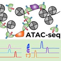 表观研究利器ATAC-seq