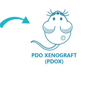类器官移植瘤小鼠模型（PDOX）药理服务