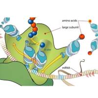 Ribo-seq(翻译组测序,包含RNA-seq)限时特价