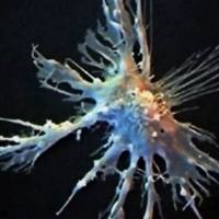 神经纤维的双向传导实验