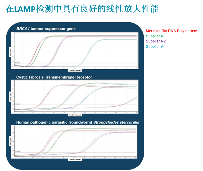Bst DNA聚合酶 MDX012