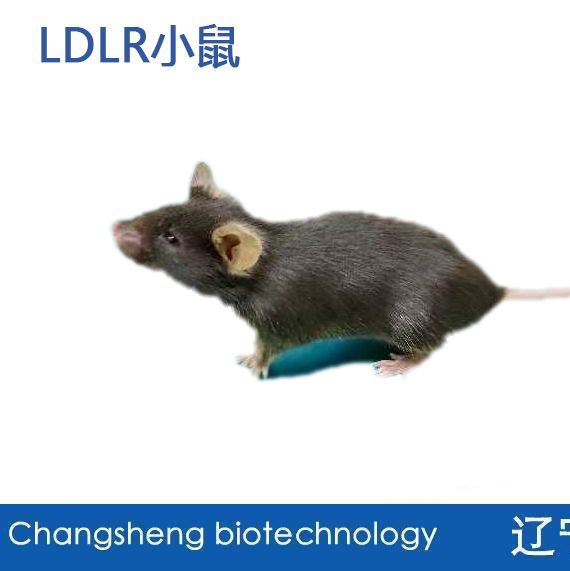 LDLR小鼠