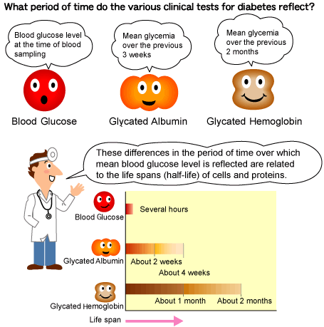 血糖研究热门靶标：Abbexa糖化白蛋白研究相关产品