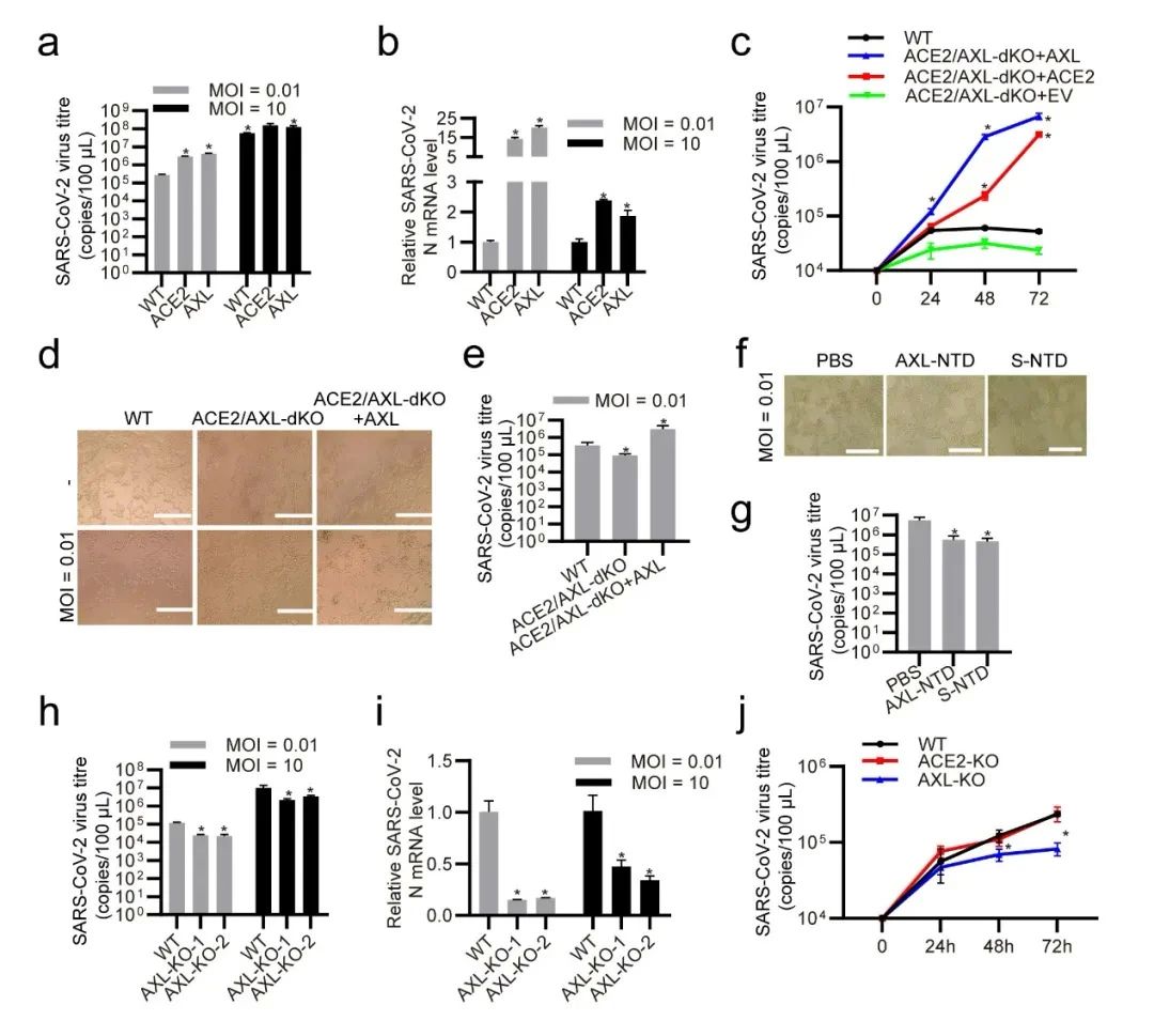 Cell Research丨西湖大学合作团队发现新冠感染人类呼吸系统的新潜在受体AXL