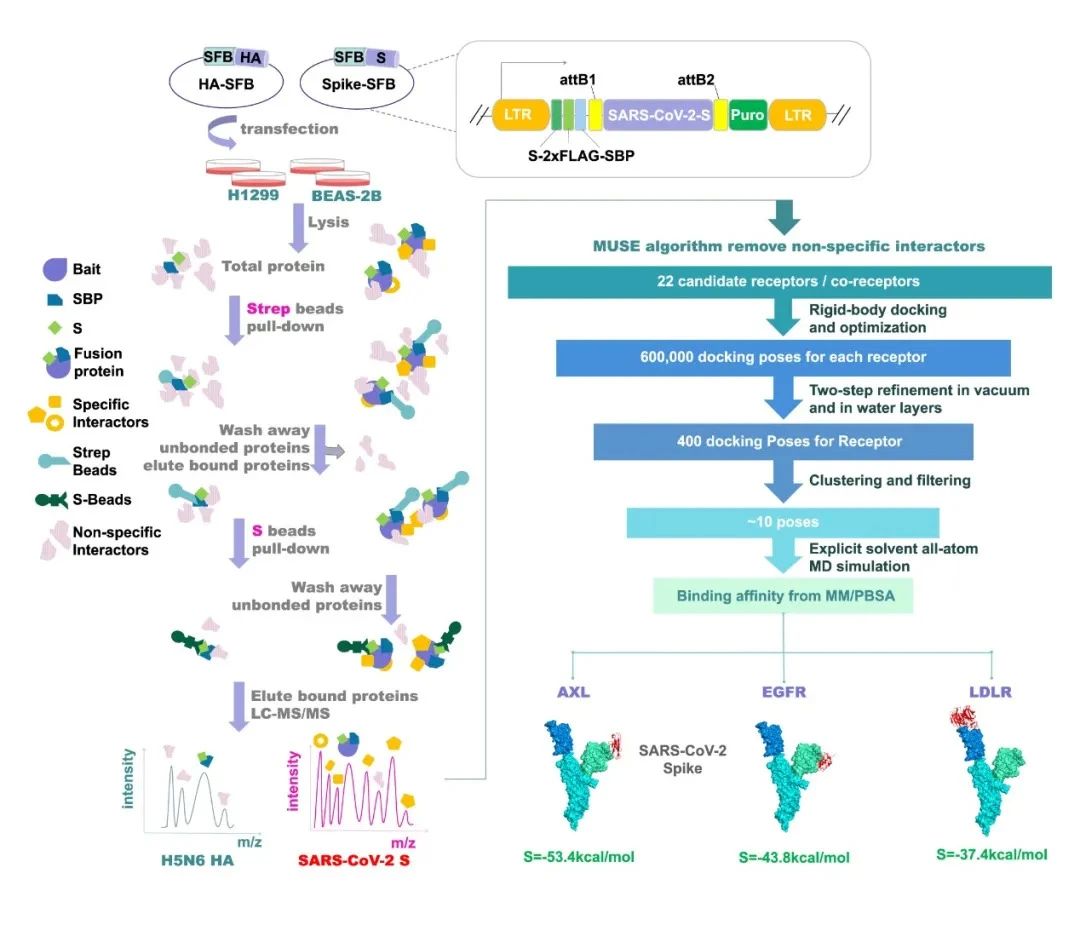 Cell Research丨西湖大学合作团队发现新冠感染人类呼吸系统的新潜在受体AXL
