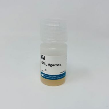 AGAROSE GALANTHUS NIVALIS (5 ml)雪花莲凝集素，琼脂糖交联