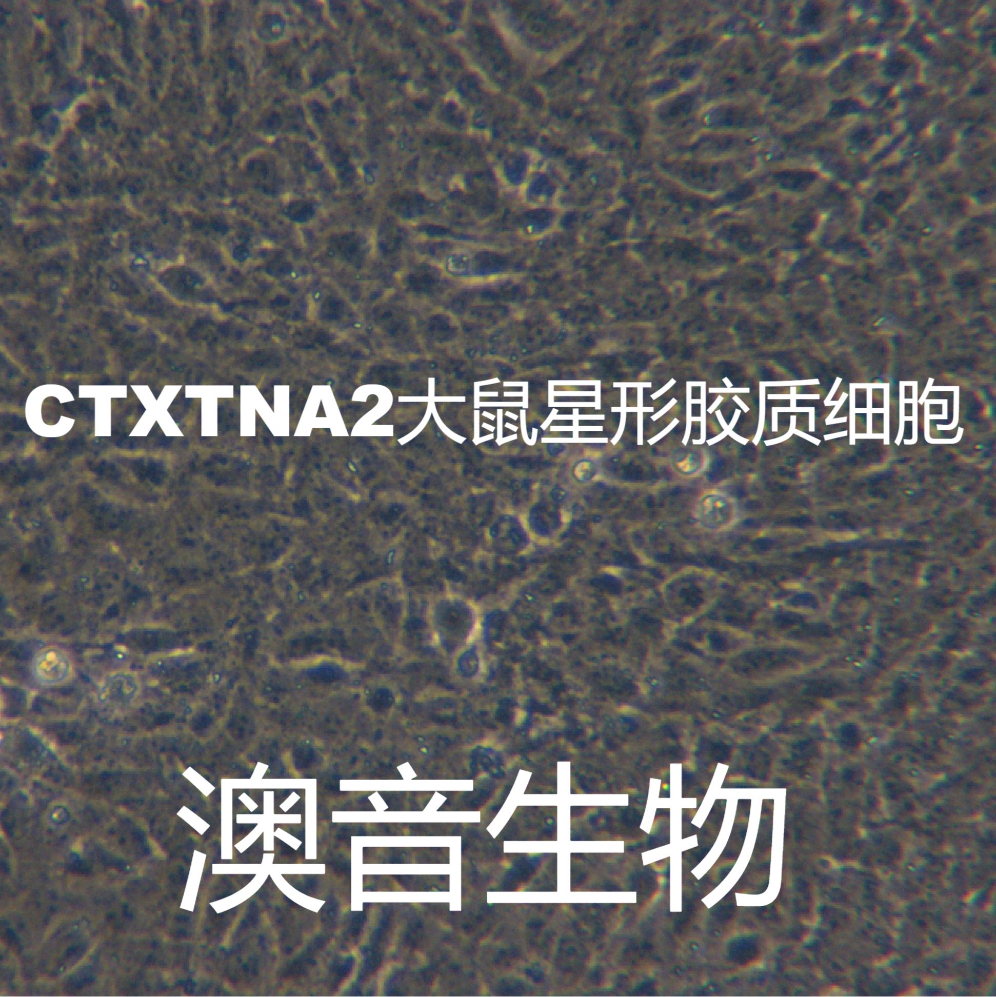 CTX TNA2【CTXTNA2】大鼠星形胶质细胞