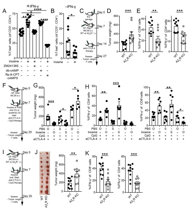 国自然热点:肿瘤免疫与肠道微生物