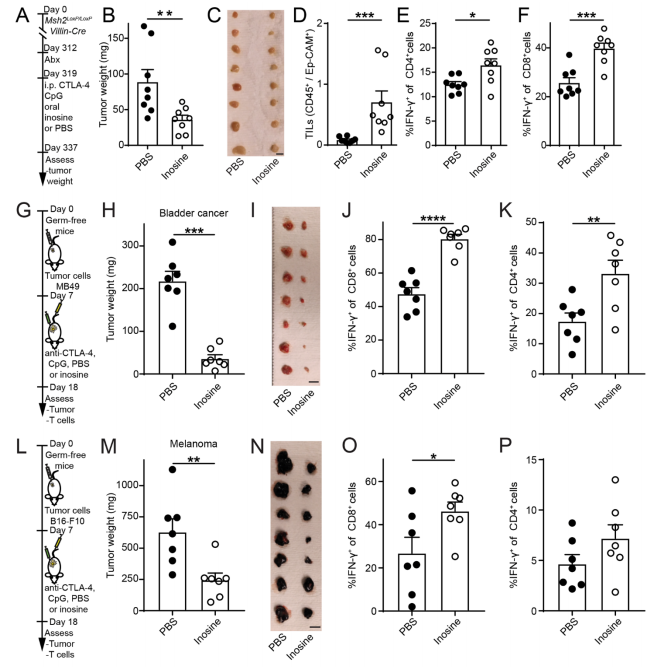 国自然热点:肿瘤免疫与肠道微生物