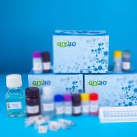 伏马菌素-单克隆抗体