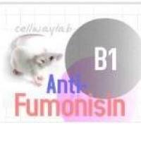 亲和纯化小鼠抗His Tag