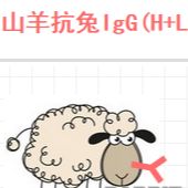 抗原亲和纯化山羊抗兔IgG（h+l）