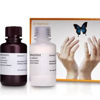 蛋白印迹检测试剂