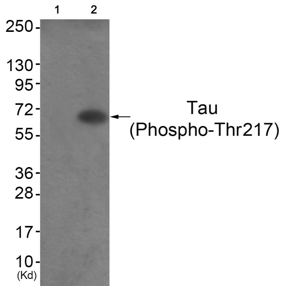 Tau (Phospho-Thr217) Antibody