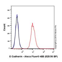 Anti-E Cadherin antibody [EP700Y] - Intercellular Junction Marker (Alexa Fluor® 488)