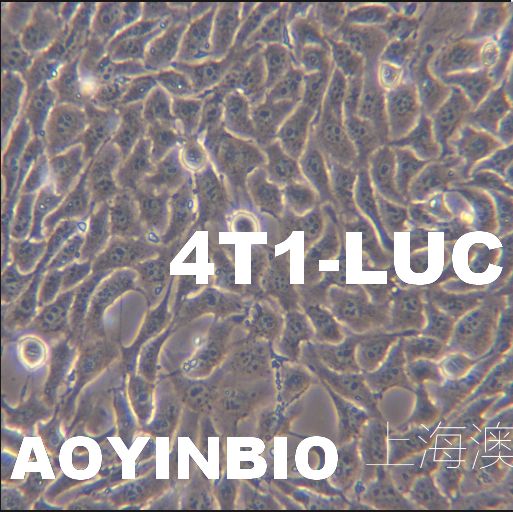 4T1-LUC萤火虫荧光素酶标记的小鼠乳腺癌细胞