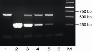 Quick Cell PCR法支原体检测试剂盒