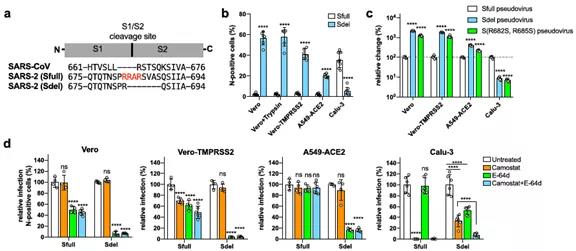 新冠病毒入侵及传染性研究取得重要进展