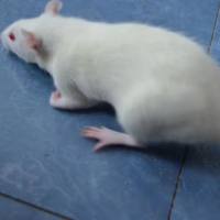 大鼠胆结石模型构建服务