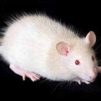 小鼠胰腺炎模型构建服务