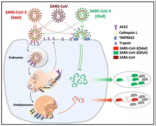 新冠病毒入侵及传染性研究取得重要进展