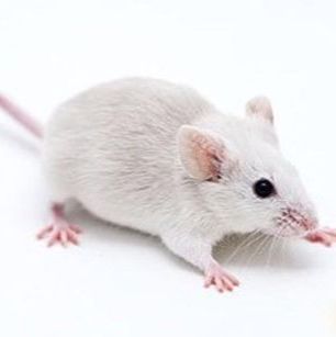 小鼠非酒精性脂肪肝模型构建