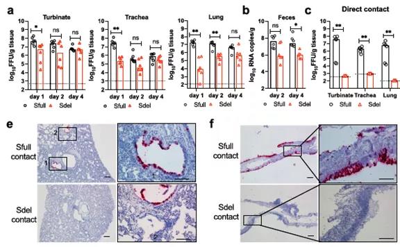 新冠病毒入侵及传染性研究取得重要进展