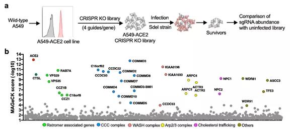 新冠病毒入侵及传染性研究取得重要进展