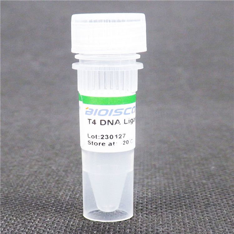 MD001-快速T4 DNA連接酶