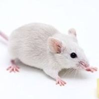 小鼠胆结石模型构建服务