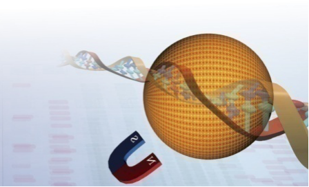 磁珠法核酸提取 —— 可提取低至100拷贝/mL病毒的核酸