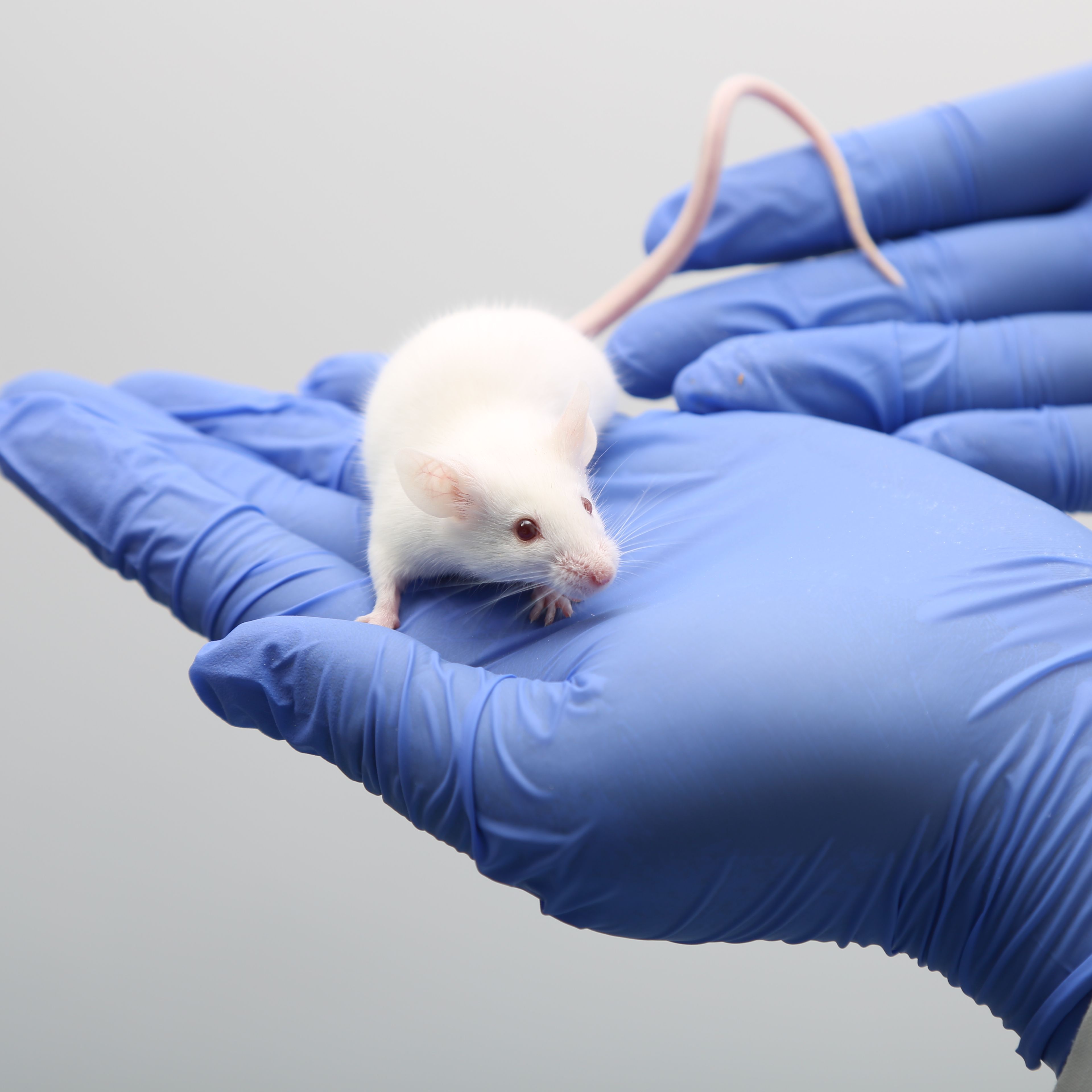 维通达肿瘤小鼠模型免费送