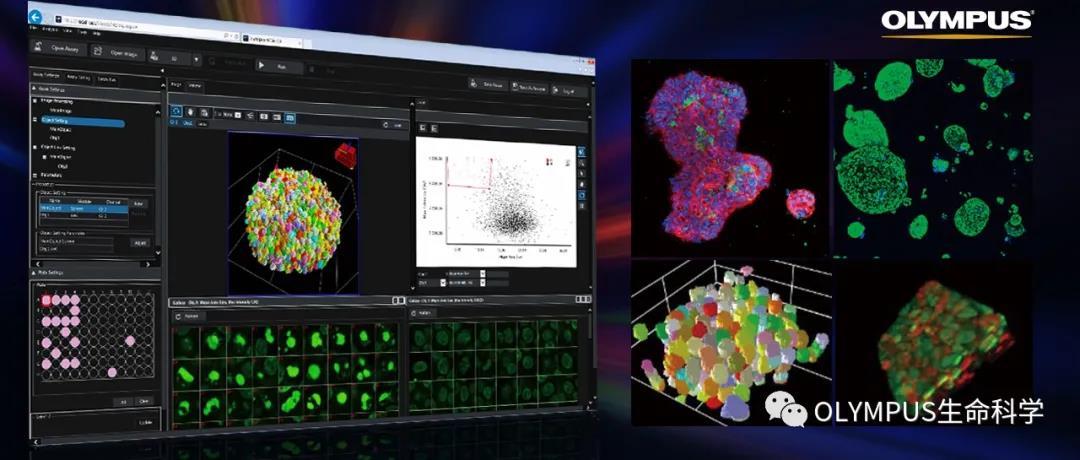 新品发布丨Novisight-微组织球与类器官细胞分析进入3D时代