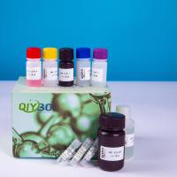 β-半乳糖苷酶(β-GAL)酶活测定试剂盒