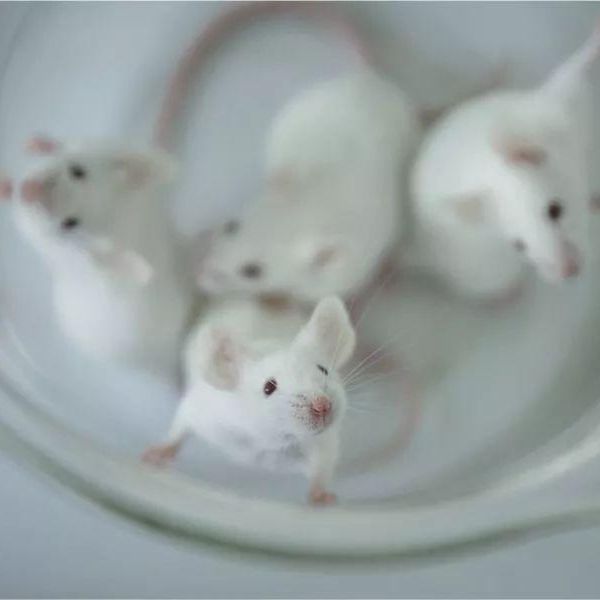 大小鼠CLP脓毒症模型