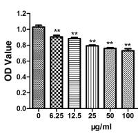 细胞增殖实验/MTT检测