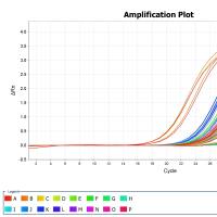 miRNA定量PCR检测
