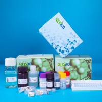 内切-β-1,4-葡聚糖酶(Cx)酶活测定试剂盒