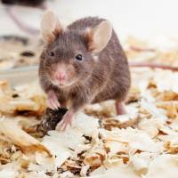 动物血栓模型构建