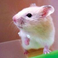 Transwell实验服务