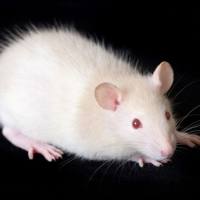 小鼠前庭损伤模型构建