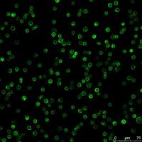 免疫荧光（单标和双标）