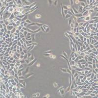 上海细胞修复实验